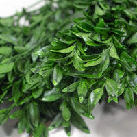 Boxwood Greenery 1/3 - Sola Wood Flowers