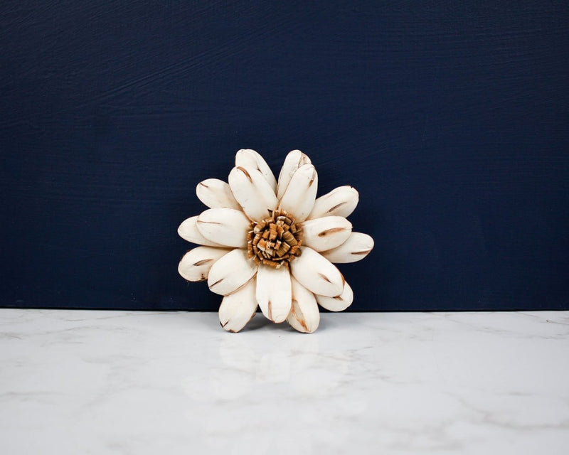 3" Cape Daisy (10 Pack) - Sola Wood Flowers