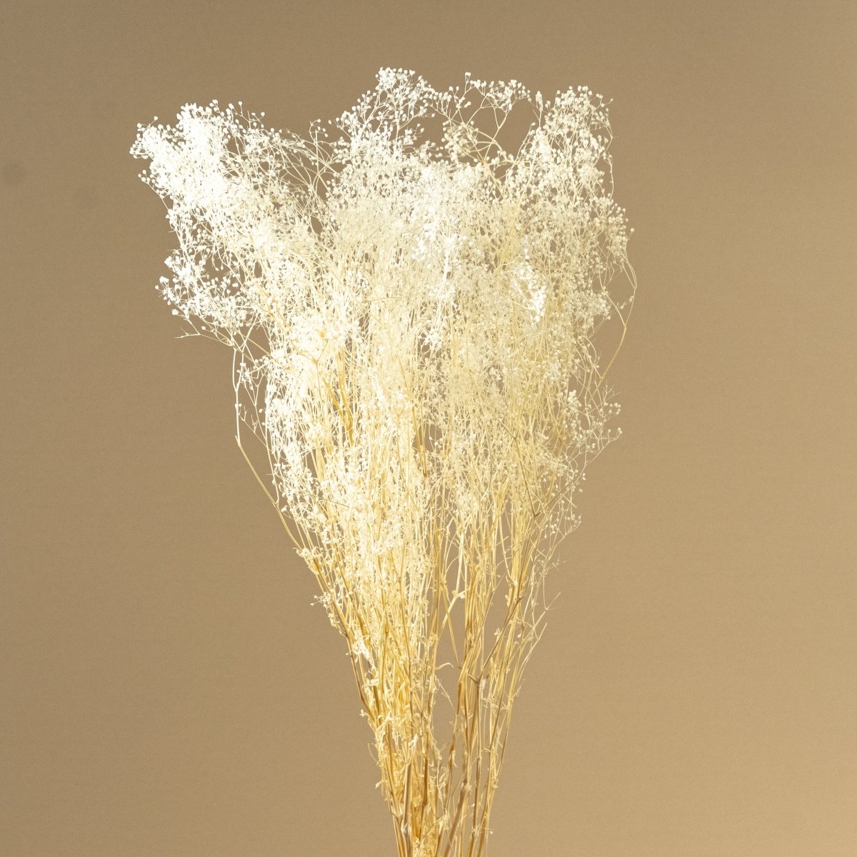 Dried Baby's Breath - Gypsophila - Bleached