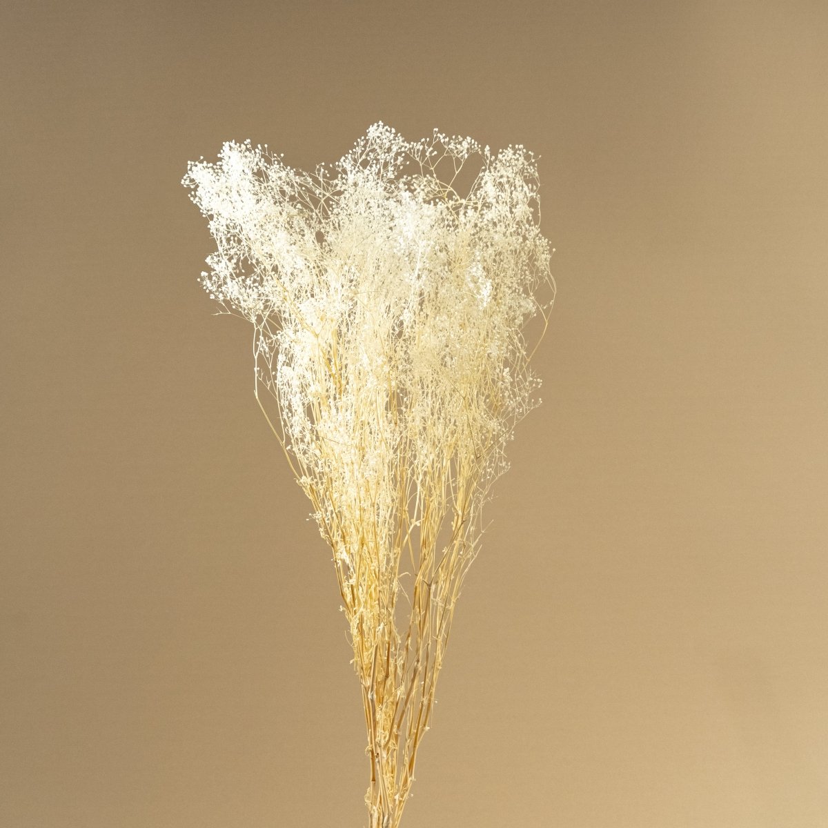 Assortment of White dried flowers - Dried Broom Bloom, Dried