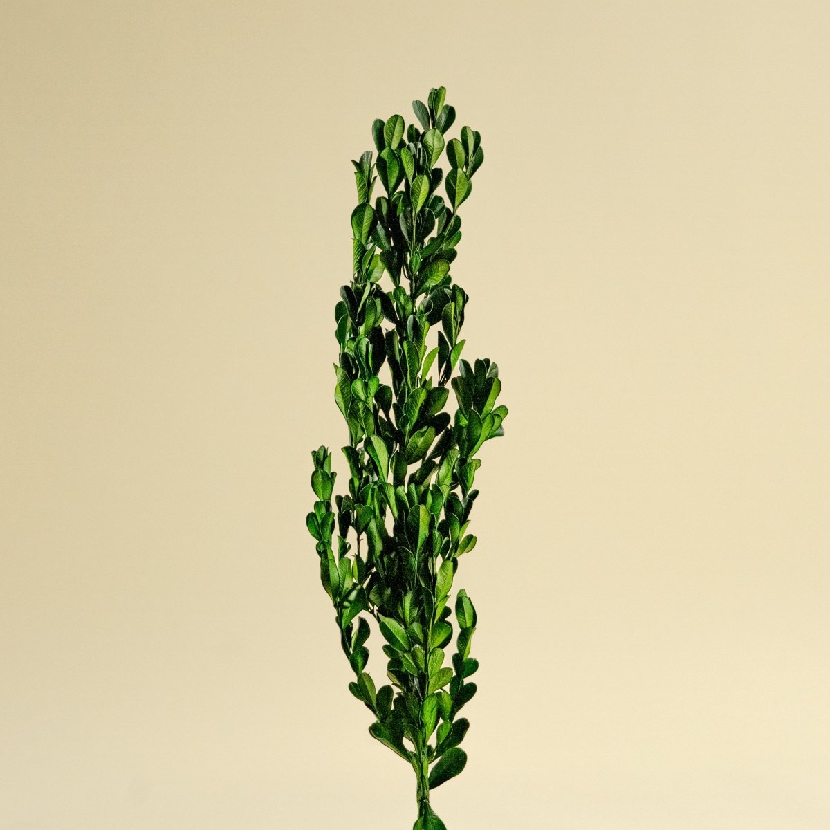 Decorative Dried Plants Vol 1 3D model
