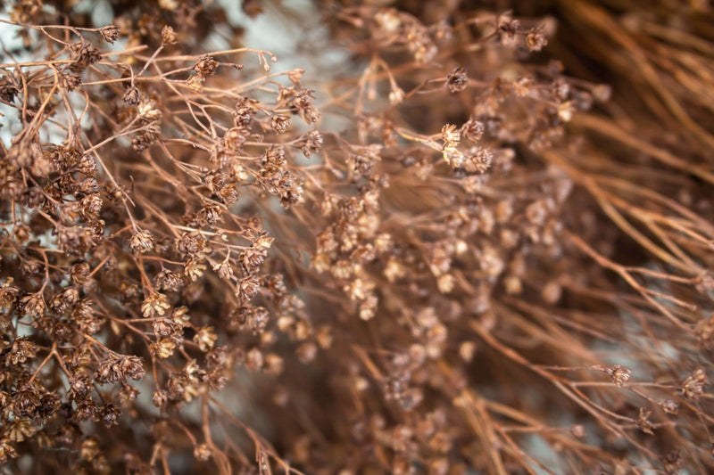 Broom Bloom (Mahogany) - Sola Wood Flowers