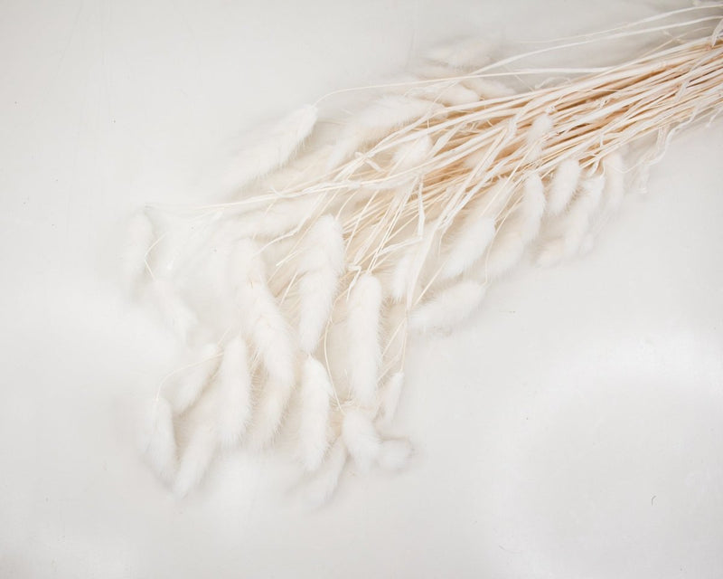Bunny Tails (Bleached) - Sola Wood Flowers