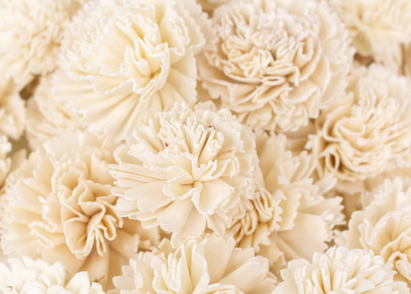 Carnation Variety Pack - Sola Wood Flowers
