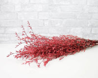 Custom Preserved Caspia - Red 1/4 - Sola Wood Flowers