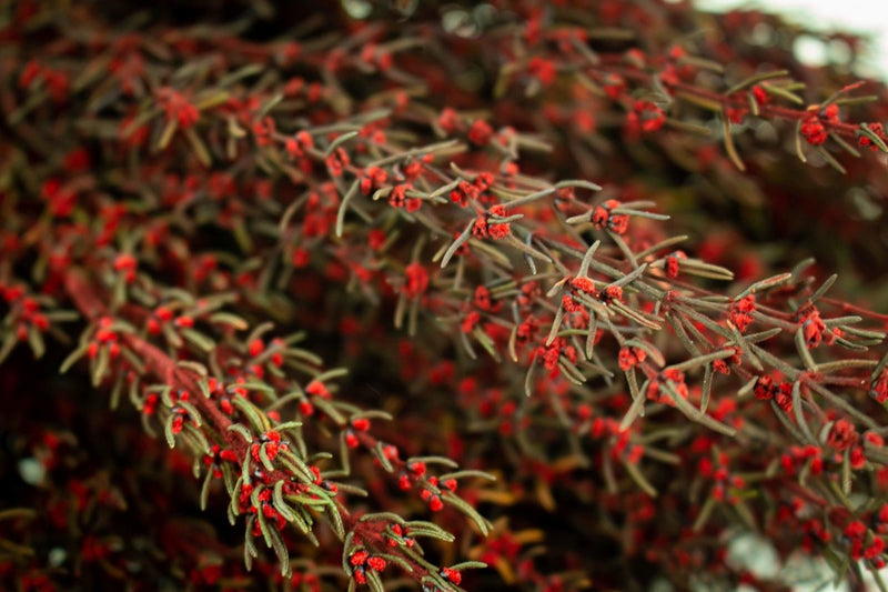 Grabia - Red - Sola Wood Flowers