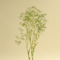 Greenery Sample Kit Option Set - Sola Wood Flowers