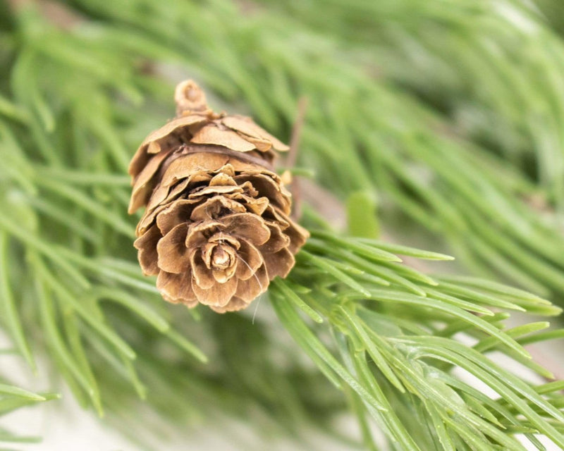 Hanging Pine Bush - Sola Wood Flowers