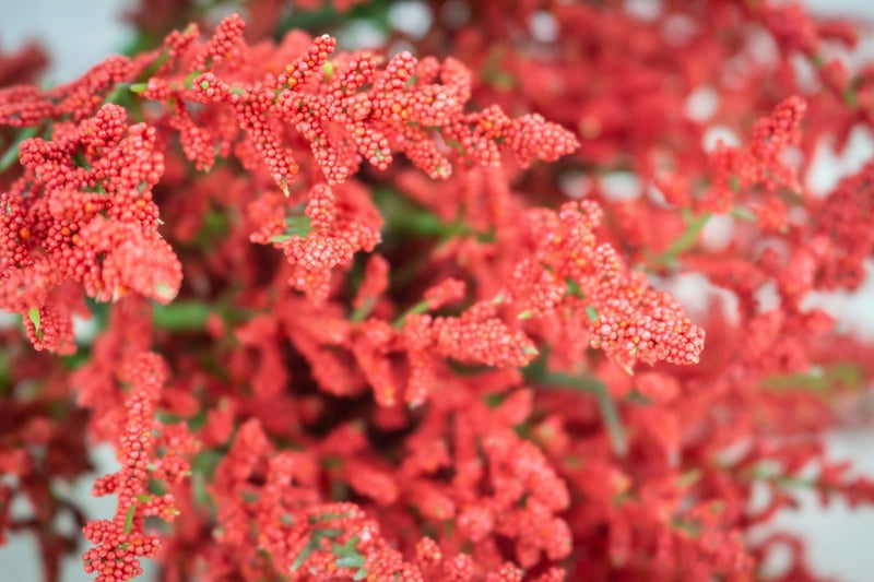 Heather Bush - Red - Sola Wood Flowers