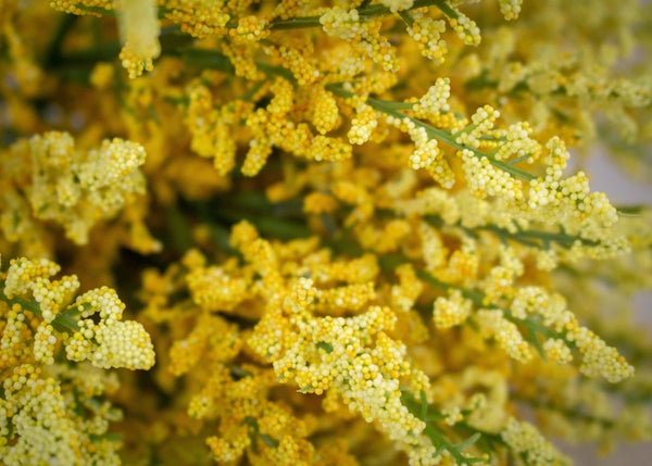 Heather Bush - Yellow - Sola Wood Flowers