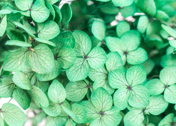 Hydrangea - Emerald Green - Sola Wood Flowers