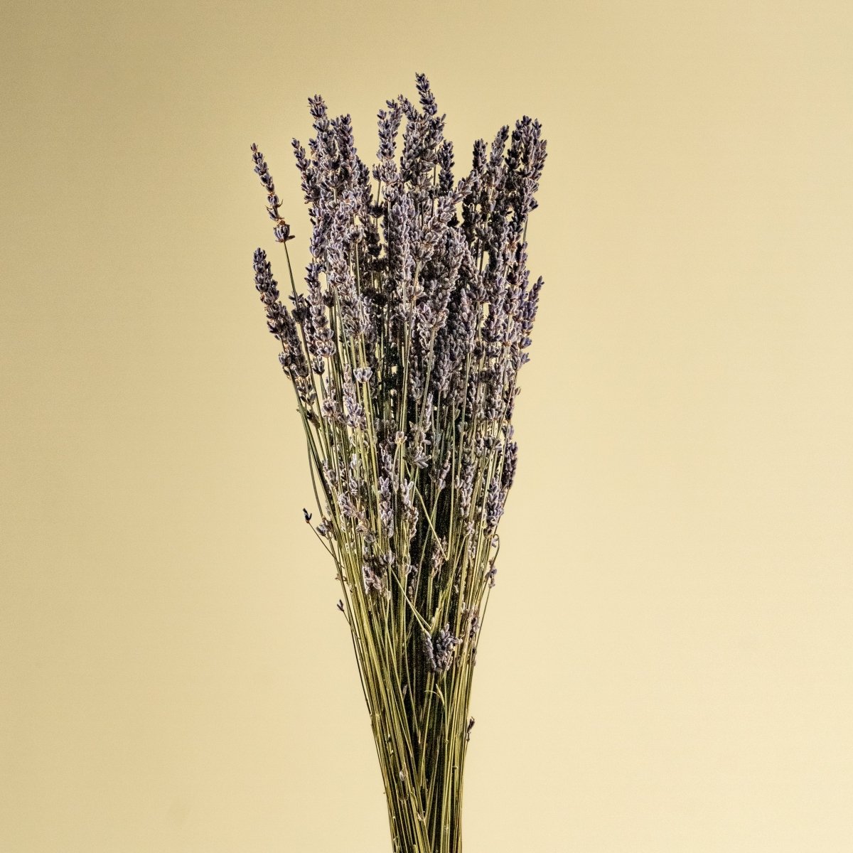 Dry Lavender Bouquet Dry Lavender Flowers For - Temu