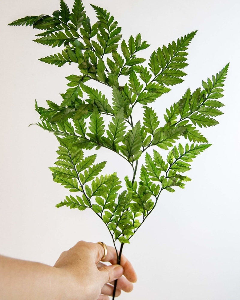 Leather Leaf - Green* - Sola Wood Flowers
