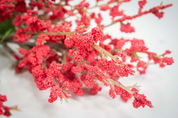 Mini Berry Spray - Red - Sola Wood Flowers