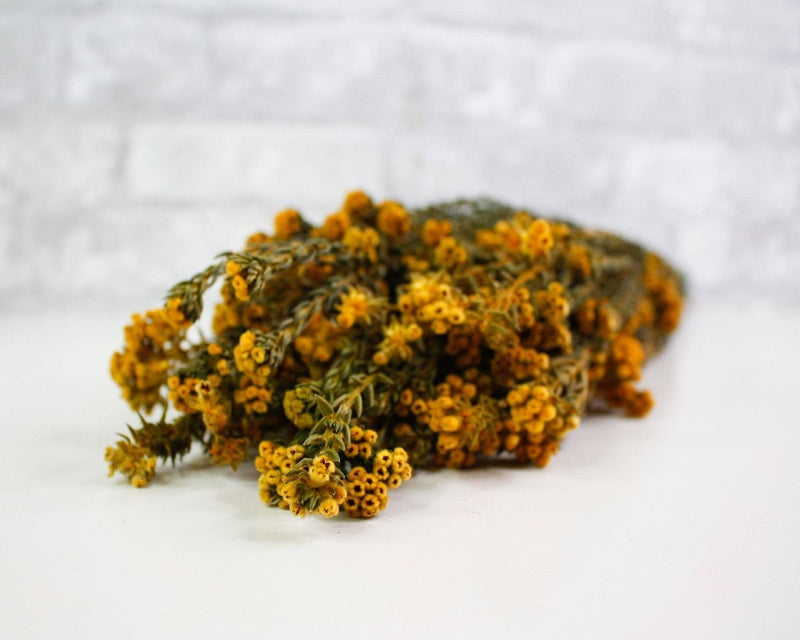 Pixie Cotton - Autumn - Sola Wood Flowers