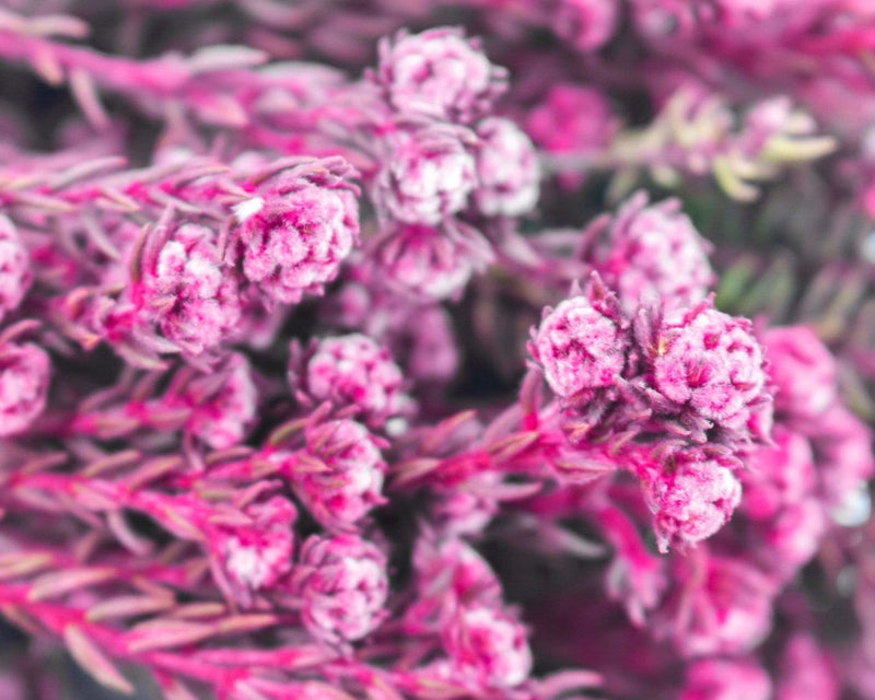 Pixie Cotton - Pink - Sola Wood Flowers