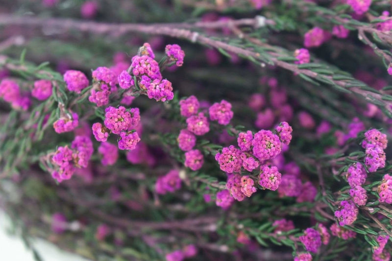 Pixie Cotton - Purple - Sola Wood Flowers