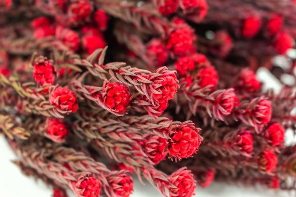 Pixie Cotton - Red - Sola Wood Flowers