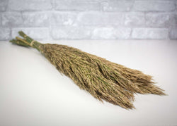 Plume Reed - Natural Green - Sola Wood Flowers