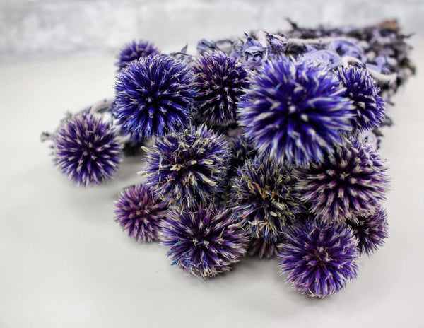 Preserved Echinops - Blue - Sola Wood Flowers