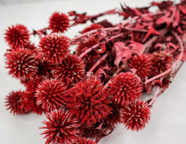 Preserved Echinops - Red - Sola Wood Flowers