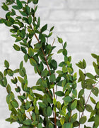 Preserved Gunni Eucalyptus - Green - Sola Wood Flowers