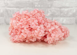 Preserved Hydrangea - Classic Pink - Sola Wood Flowers