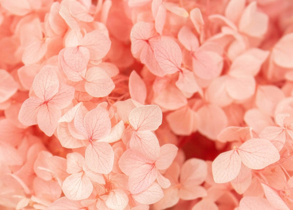 Preserved Hydrangea - Classic Pink - Sola Wood Flowers