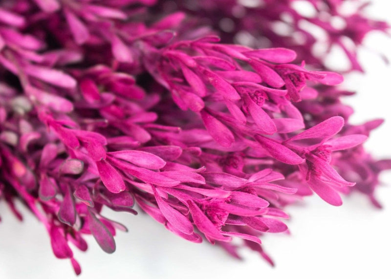 Pubescens Bundle - Merlot - Sola Wood Flowers