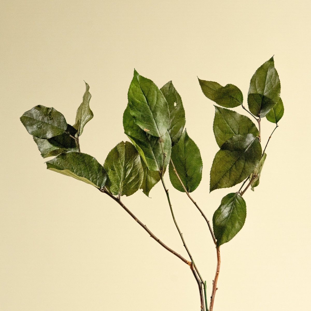 Salal - Dried and Preserved Salal - Dried Salal Leaves - Salal Leaves Green  Color - Dried Foliage - DIY Fowers - Dried Greenery