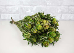 Salignum with Cones Bundle - Green - Sola Wood Flowers