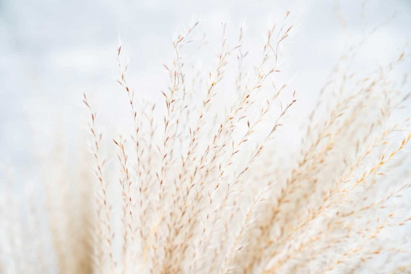 Soft Miscanthus - Natural - Sola Wood Flowers
