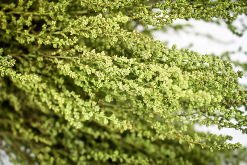 Stoebe - Oasis Green - Sola Wood Flowers